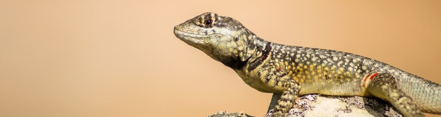 sortie-reptiles-jpg - CC Val Essonne