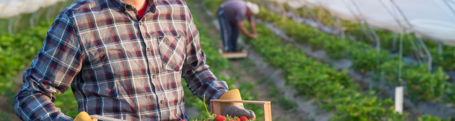 portrait-farmer-holding-crate-full-strawberries-fruit-greenhouse-jpg - CC Val Essonne