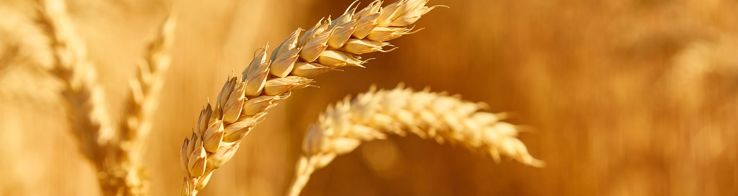 champ-epillets-close-up-background-epillets-ble-jpg - CC Val Essonne